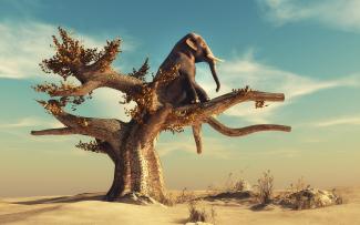 elephant-in-arid-climate